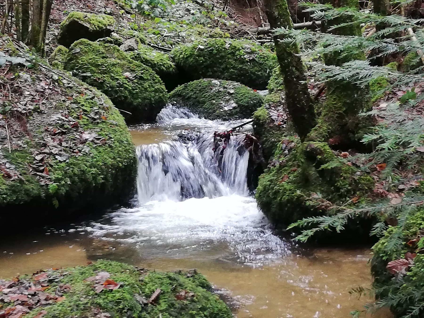 Kleiner Wasserfall in einem bemoosten Waldbach
